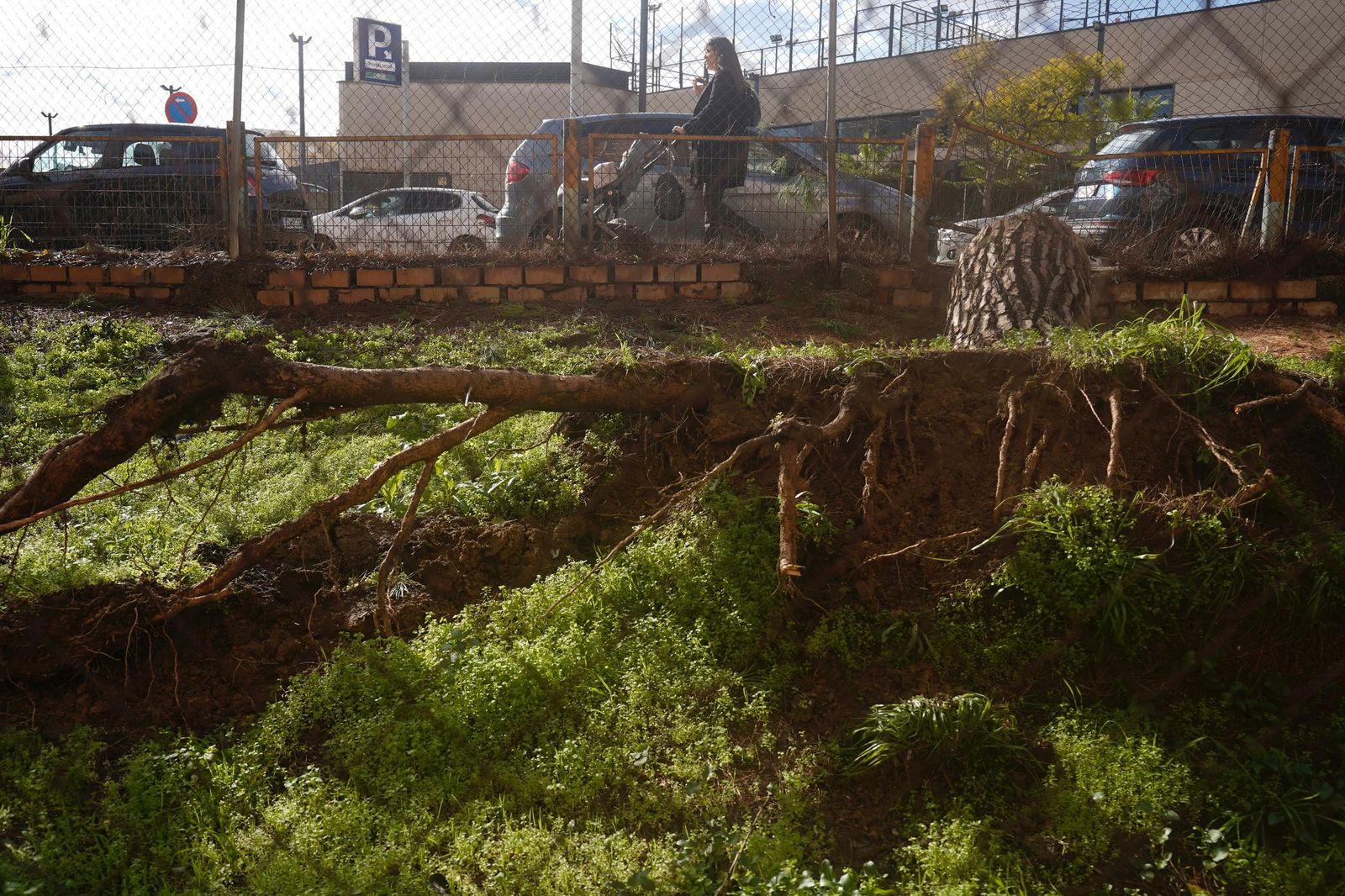 El tronco del árbol caído.