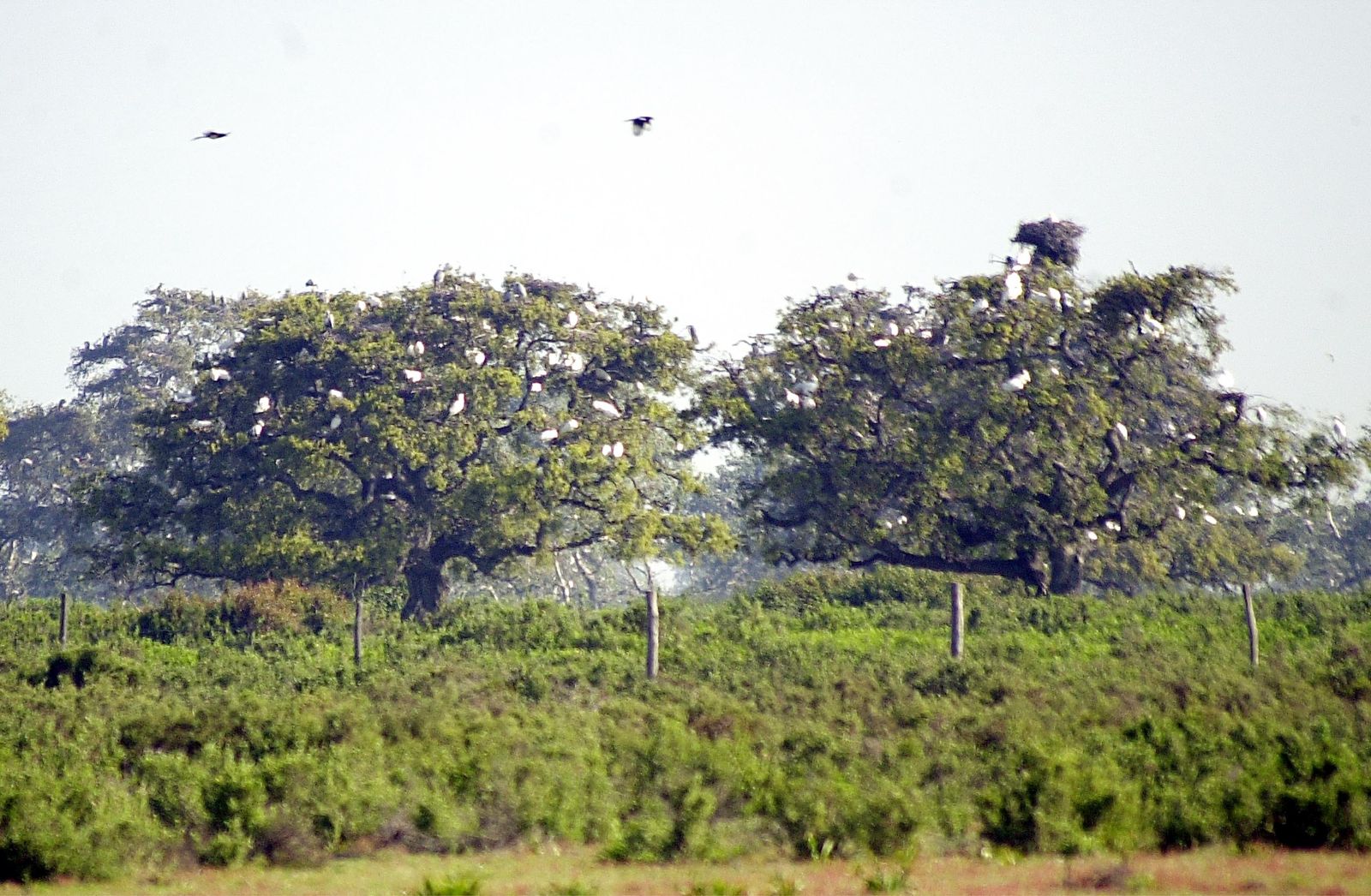 Las pajareras de Doñana.
