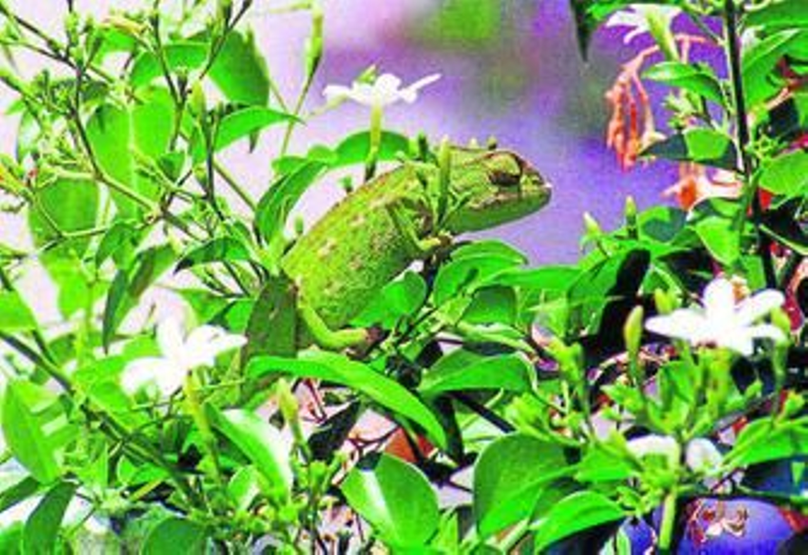 El camaleón común suele habitar en zonas arbóreas cercanas a la costa.