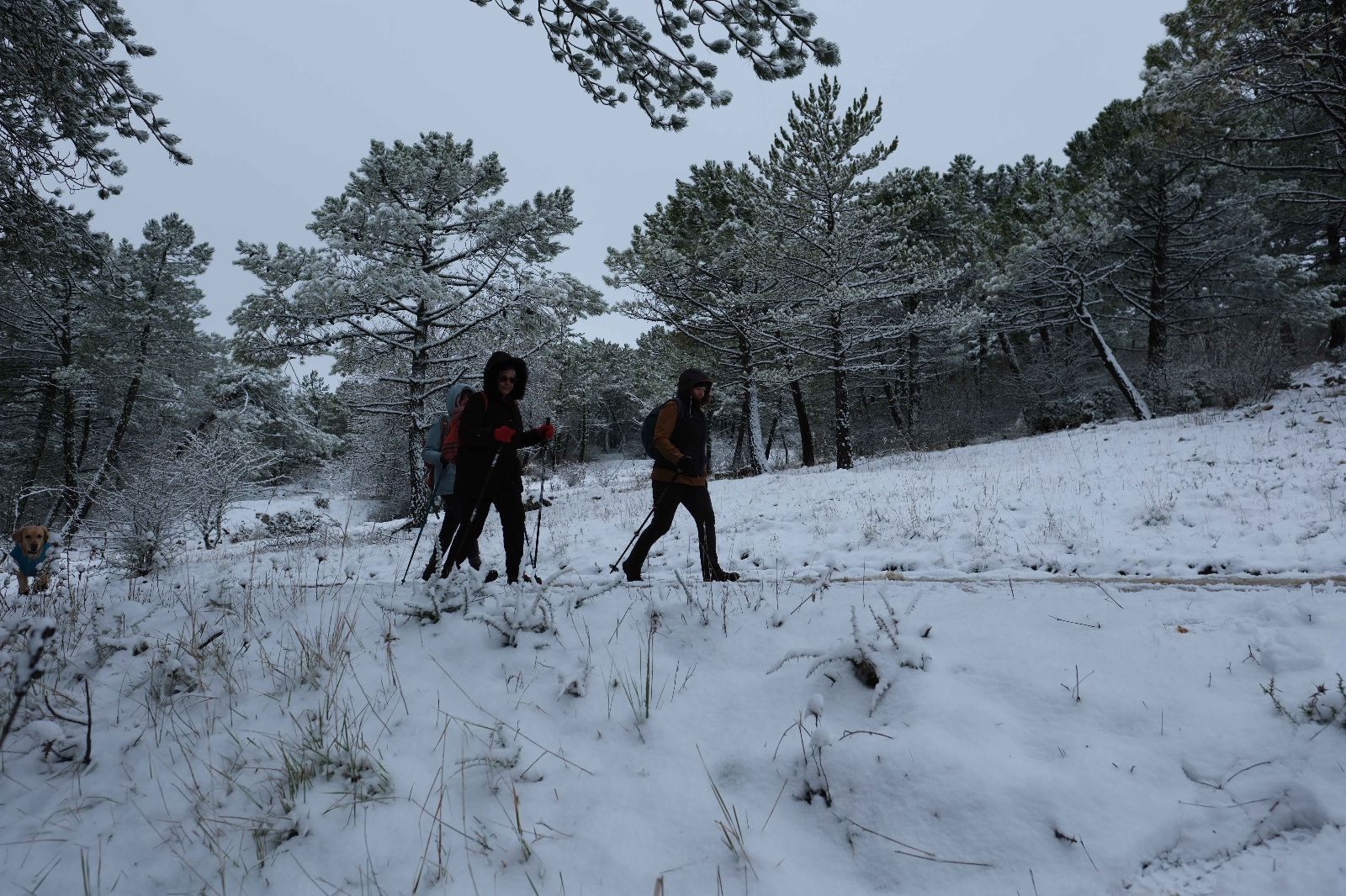 La nieve tiñe de blanco la Serranía de Ronda