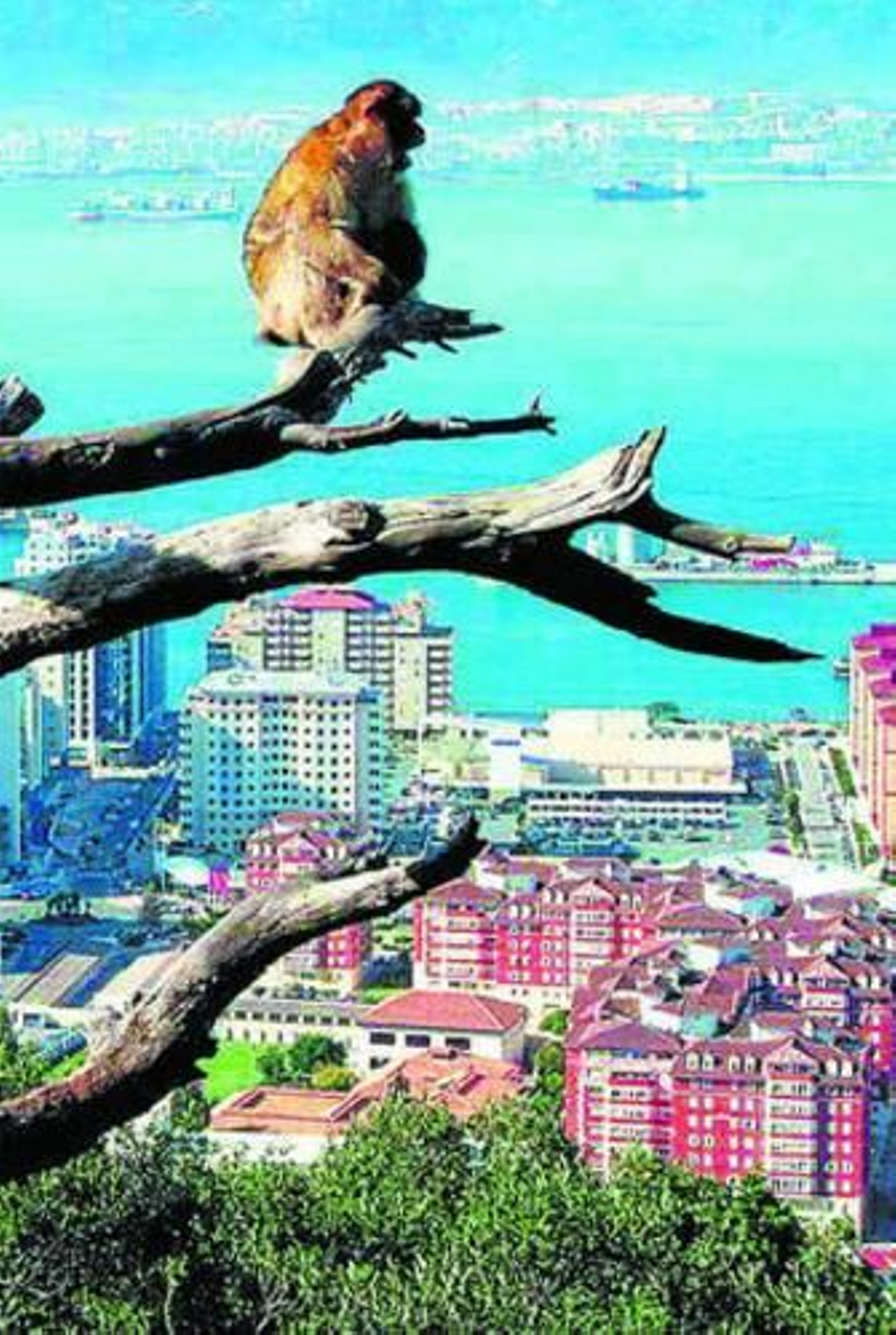 Macaco de Berbería, conocido como mono de Gibraltar.