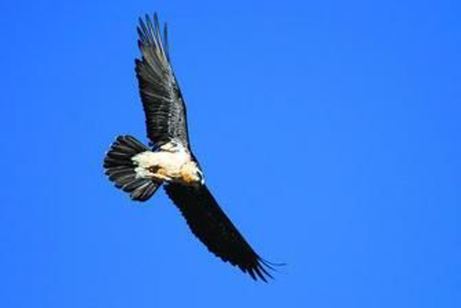 Plan antiveneno para salvar a los quebrantahuesos de la sierra de Castril