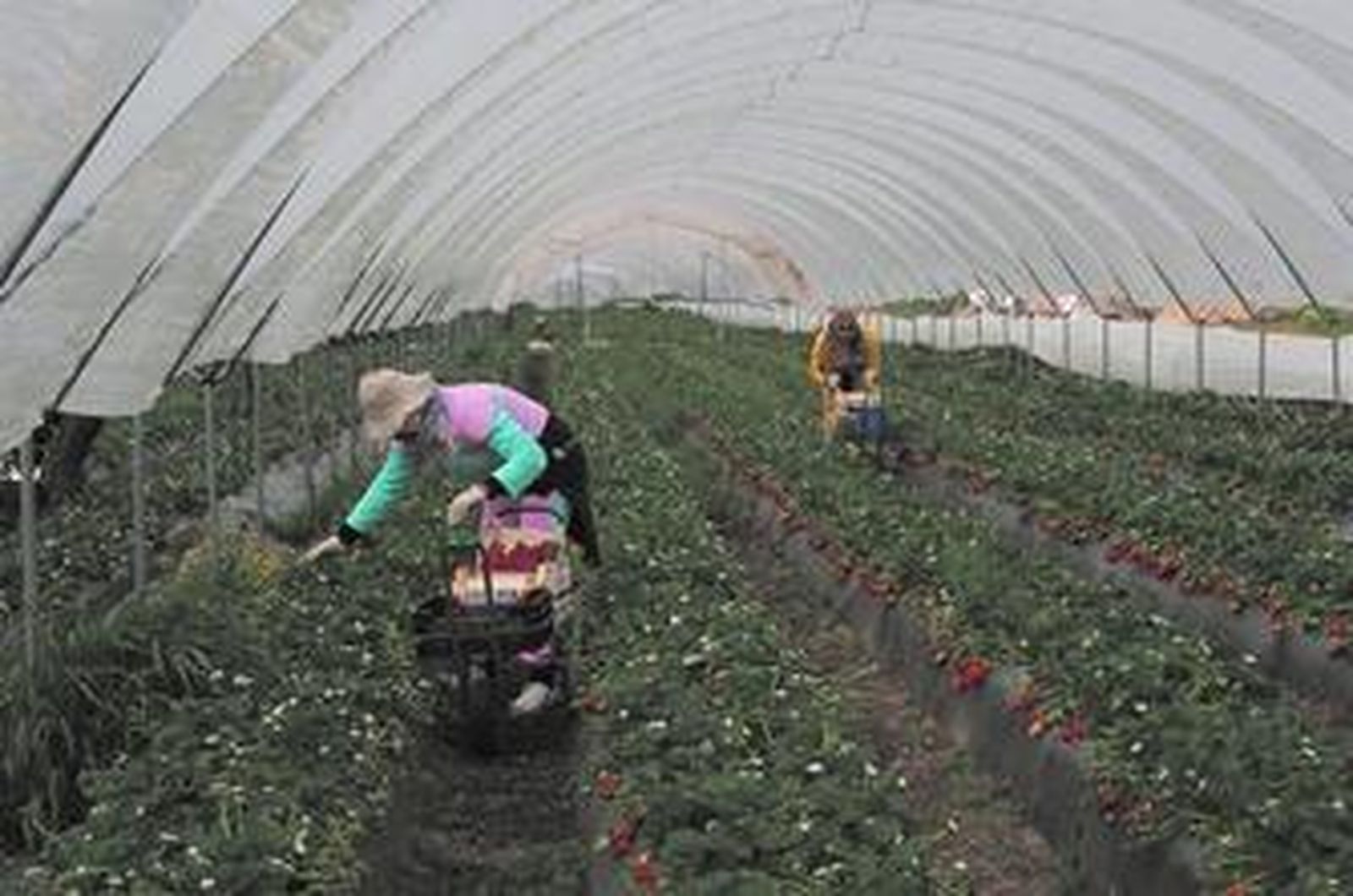 Ya se recogen las primeras fresas, aunque aún está pendiente la recolección de la fresa tradicional.