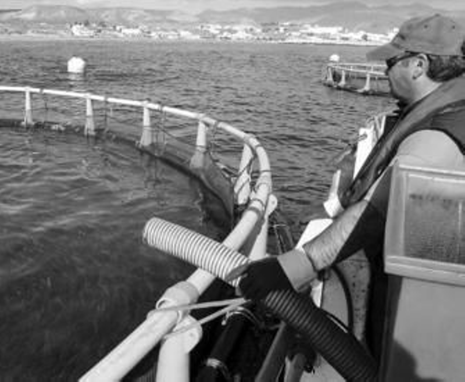 Un operario alimenta a los alevines de dorada y lubina en una piscifactoría de Carboneras.