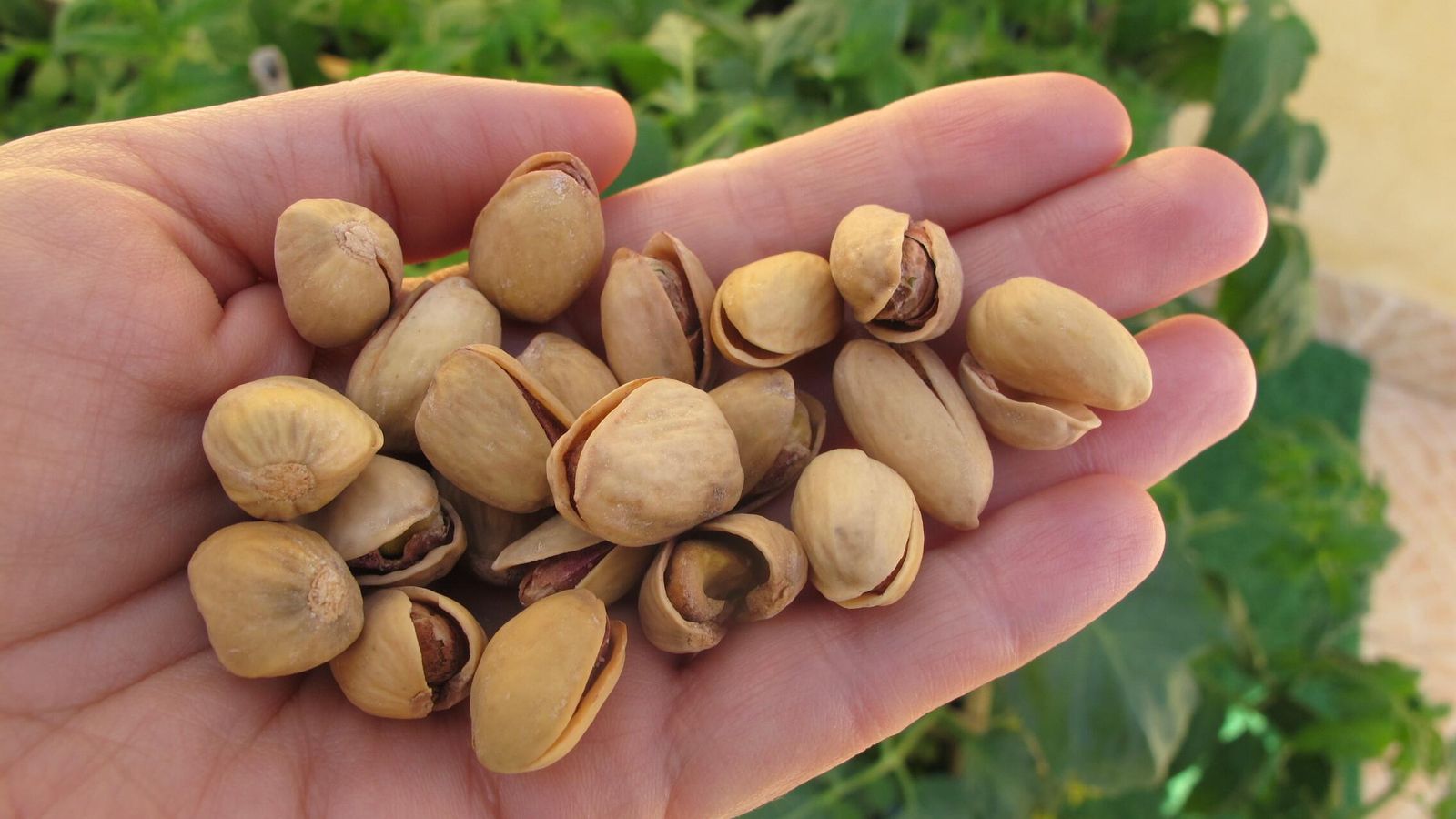 El pistacho granadino, según su calibre, es un fruto muy apreciado en el extranjero