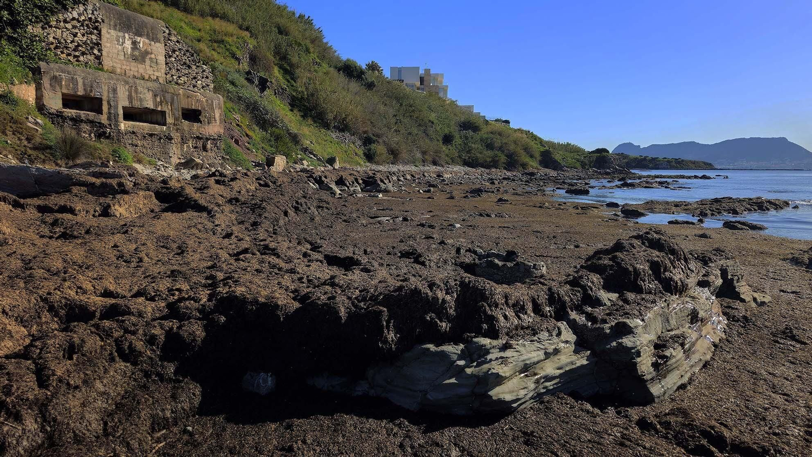 Imágenes del manto de alga parda en la playa de Getares