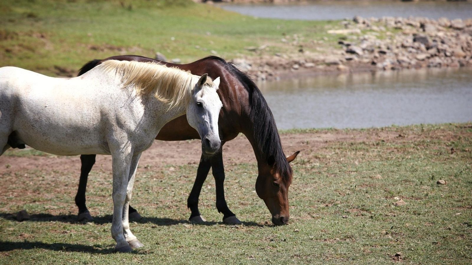 Caballos pastando en el embalse del Celemín.