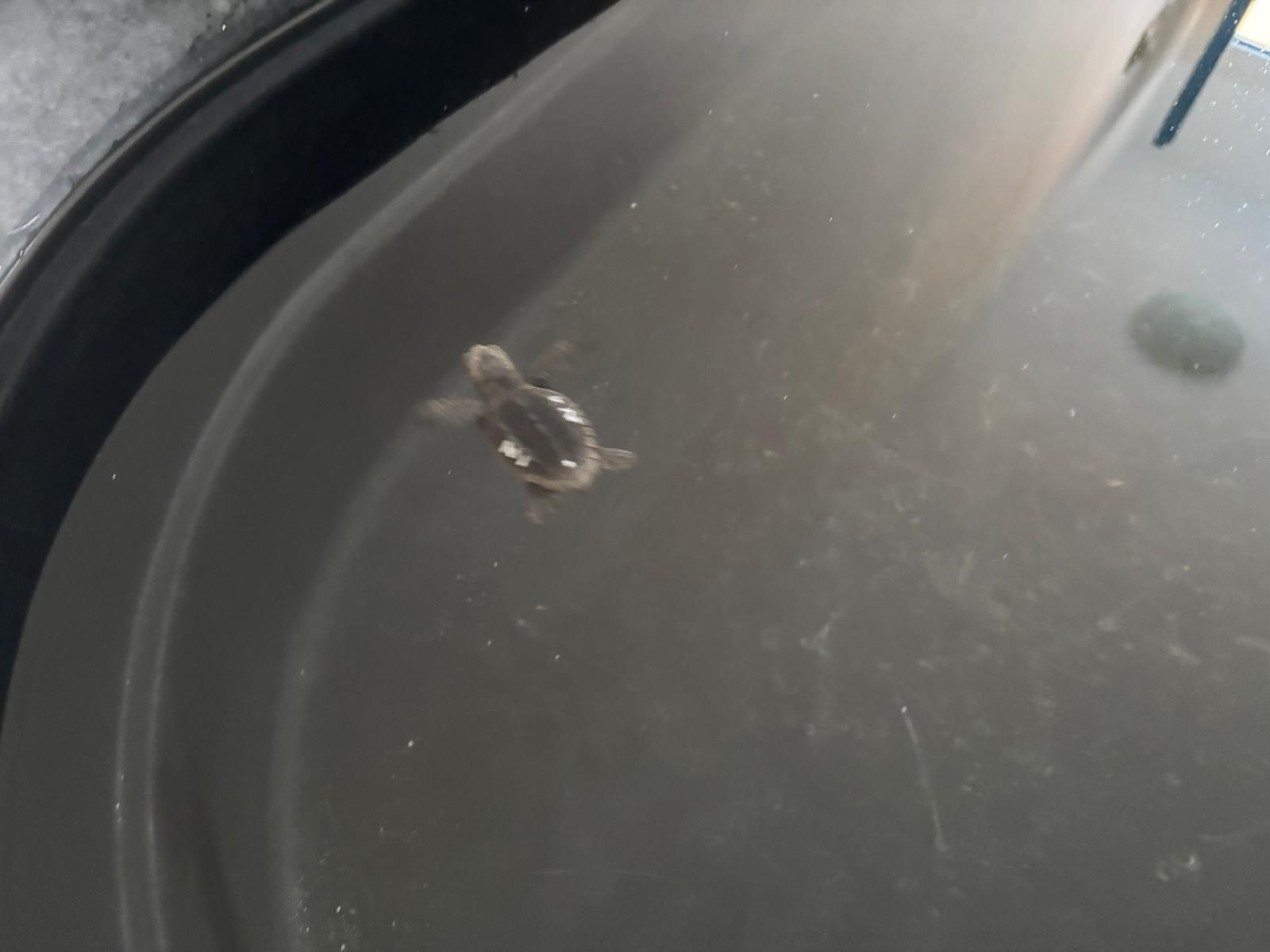 Esta es la pequeña tortuga boba que ha nacido en Mojácar.