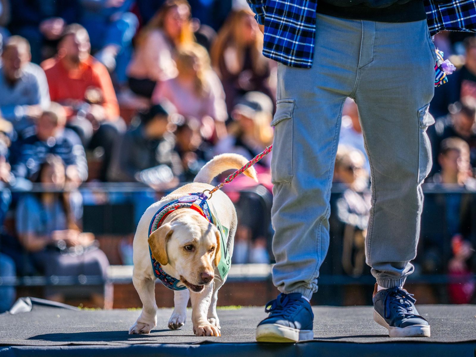 Las imágenes de San Antón 2025 en San Fernando