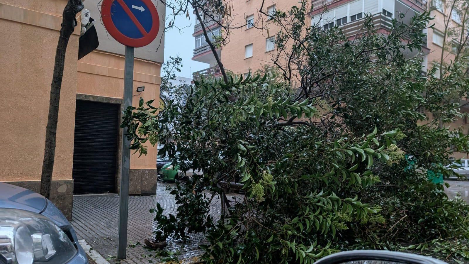 Se han registrado caídas de ramas y árboles en distintos puntos de la ciudad