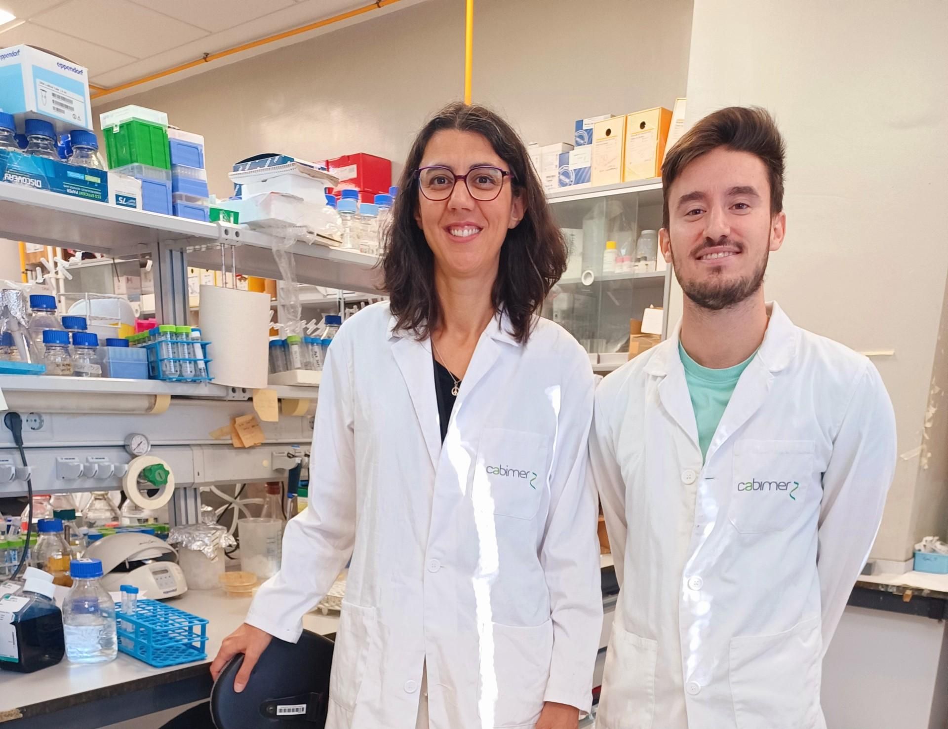 Un estudio liderado en Sevilla revela cómo las células tumorales podrían esquivar la quimioterapia