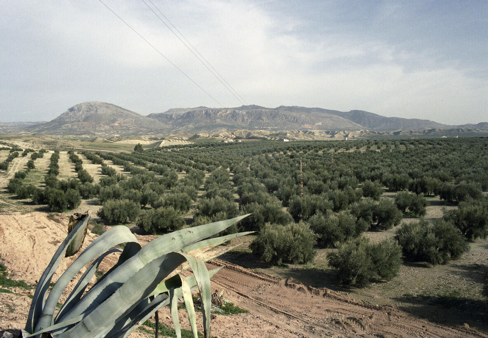 Panorámica de un olivar andaluz.