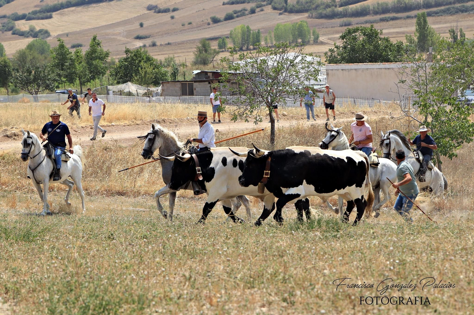 Saltos y fintas de vértigo en los encierros de Santiago de la Espada, en imágenes