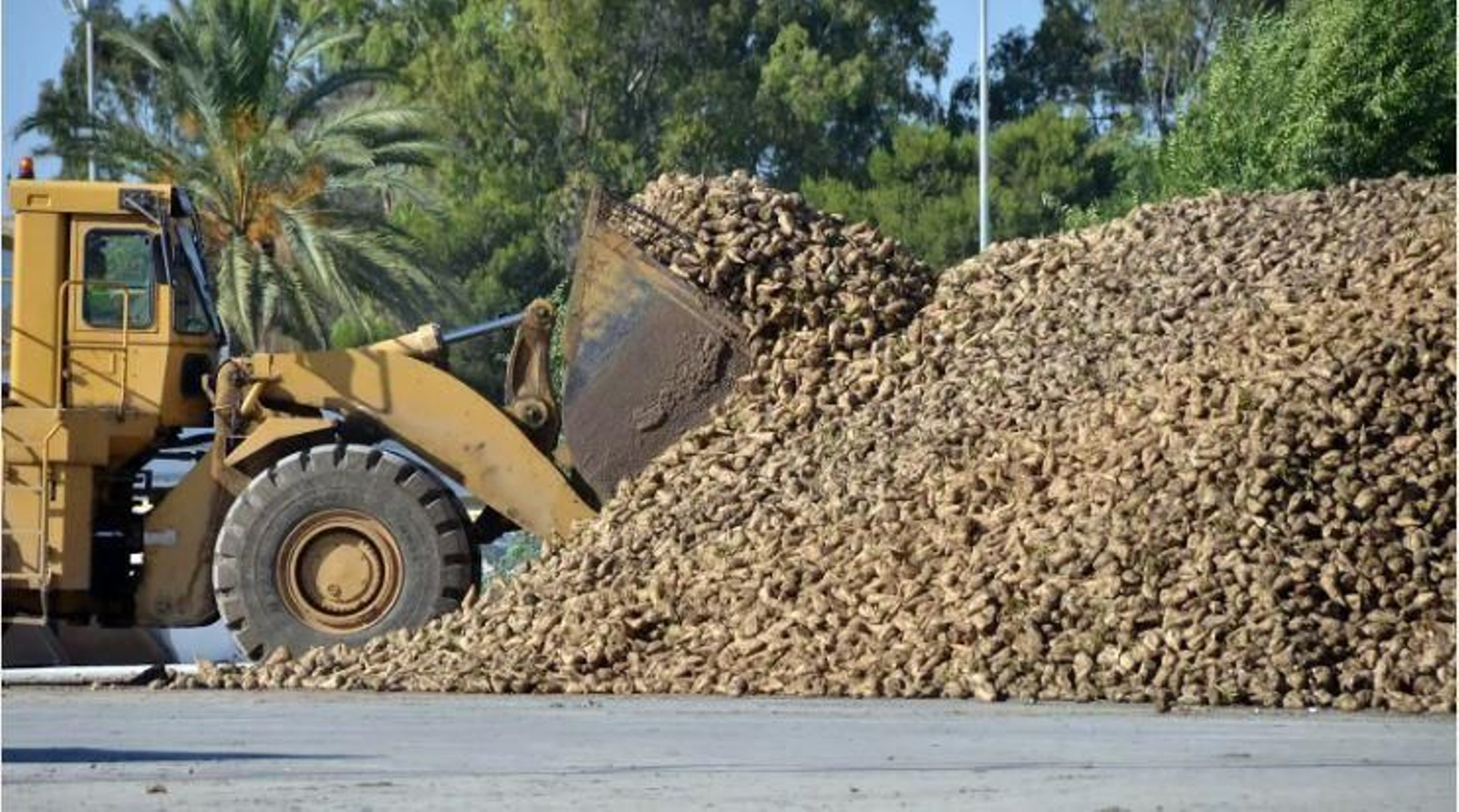 Recepción de remolacha para su molturación en la azucarera de Jerez en una imagen de archivo.