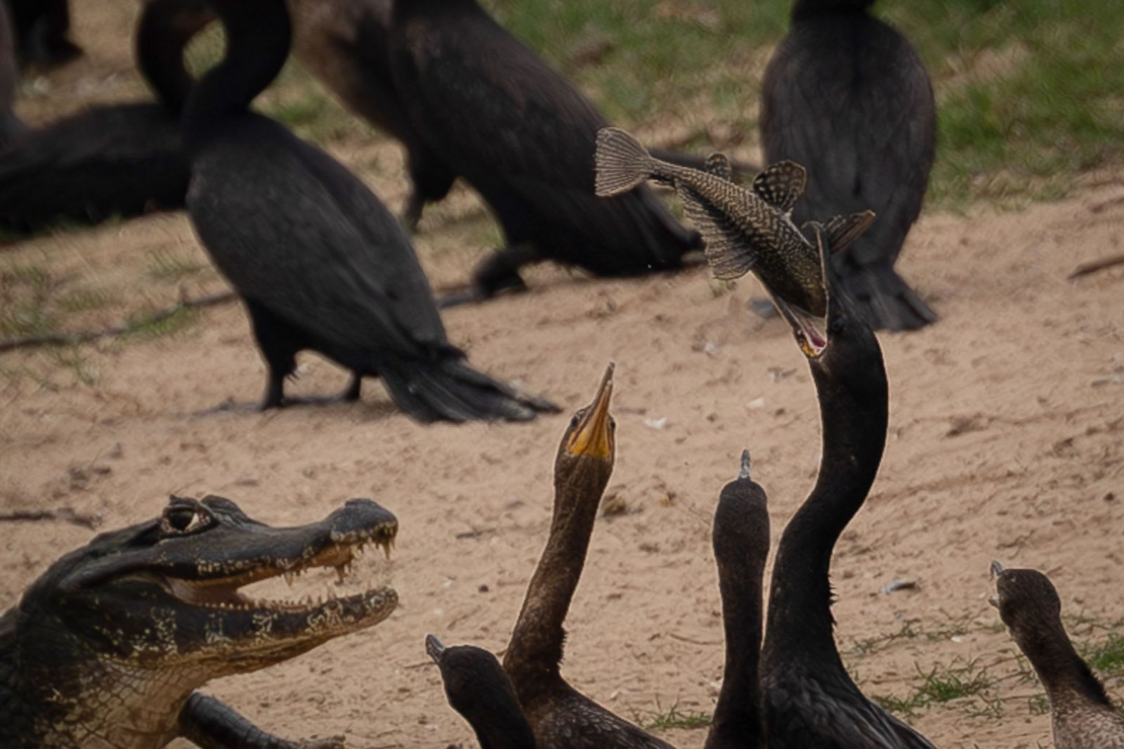Las llamas convierten en una tumba al aire libre El Pantanal en Brasil