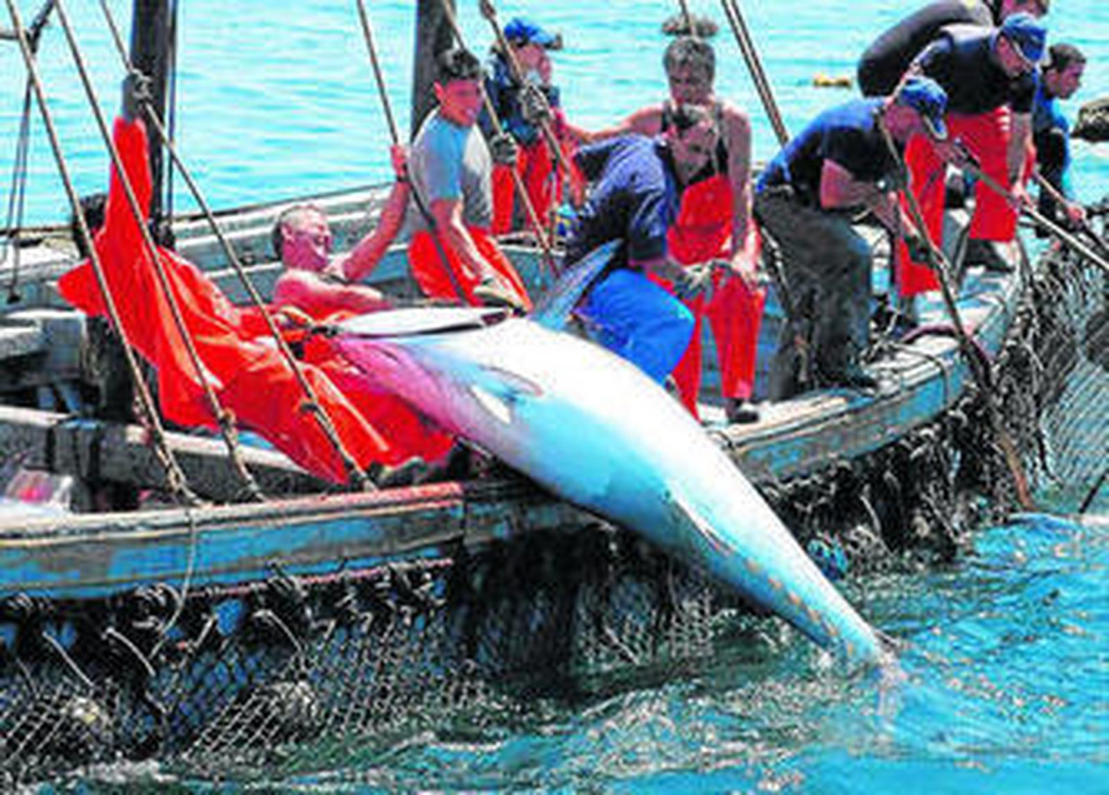 Trabajadores de una almadraba suben un ejemplar de atún rojo.