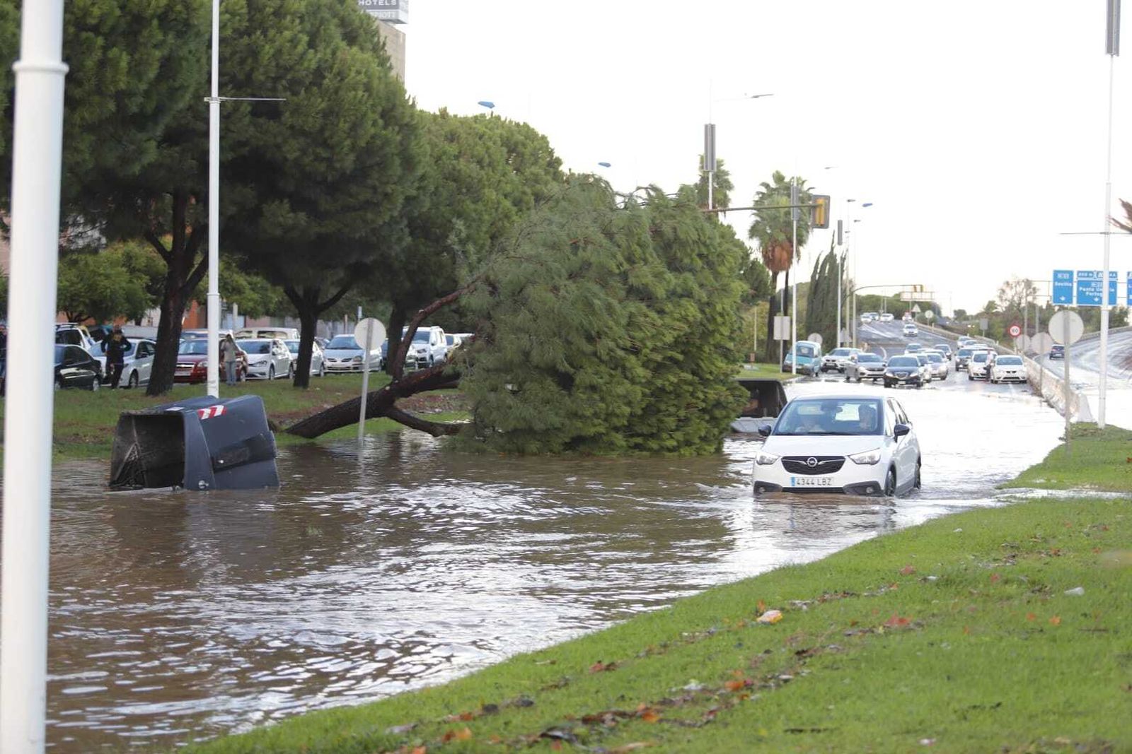 Un árbol caído en plena Avenida de Andalucía este domingo.