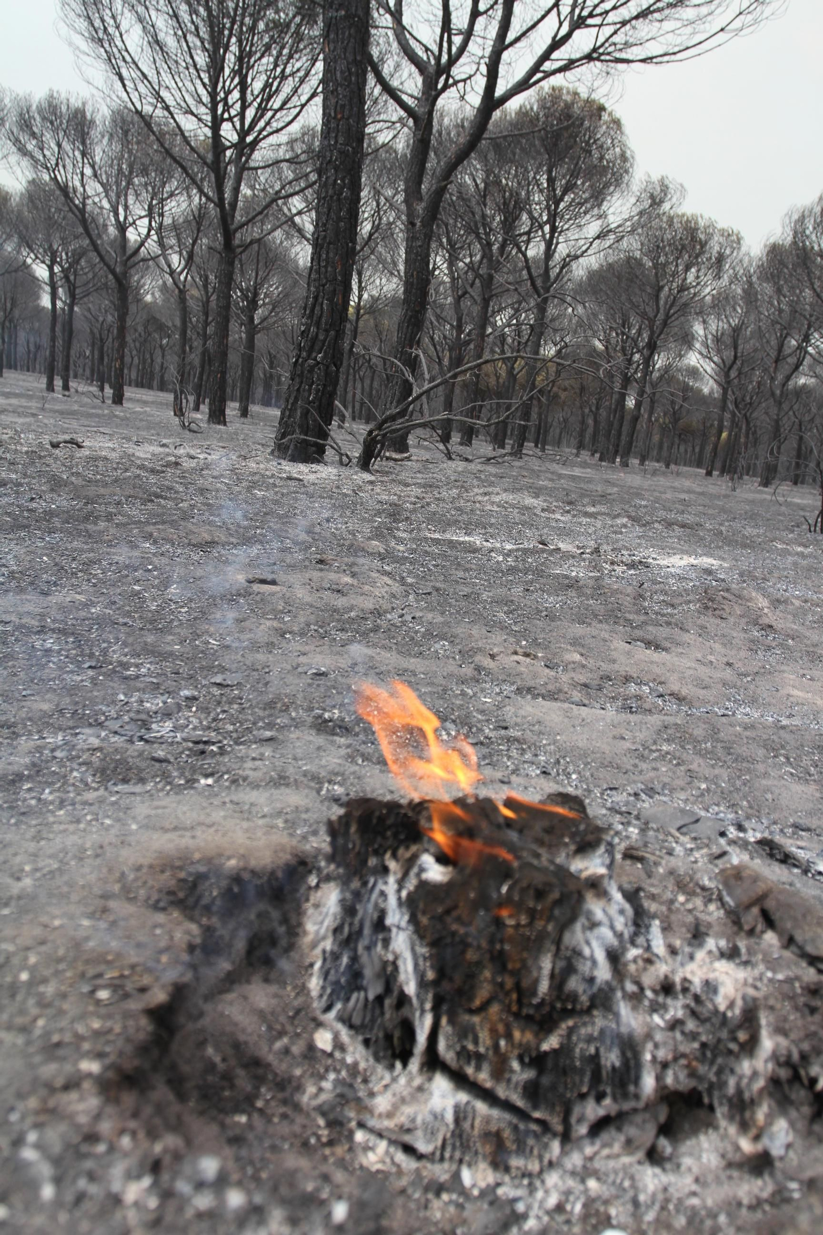 Las imágenes del incendio en Moguer y Mazagón