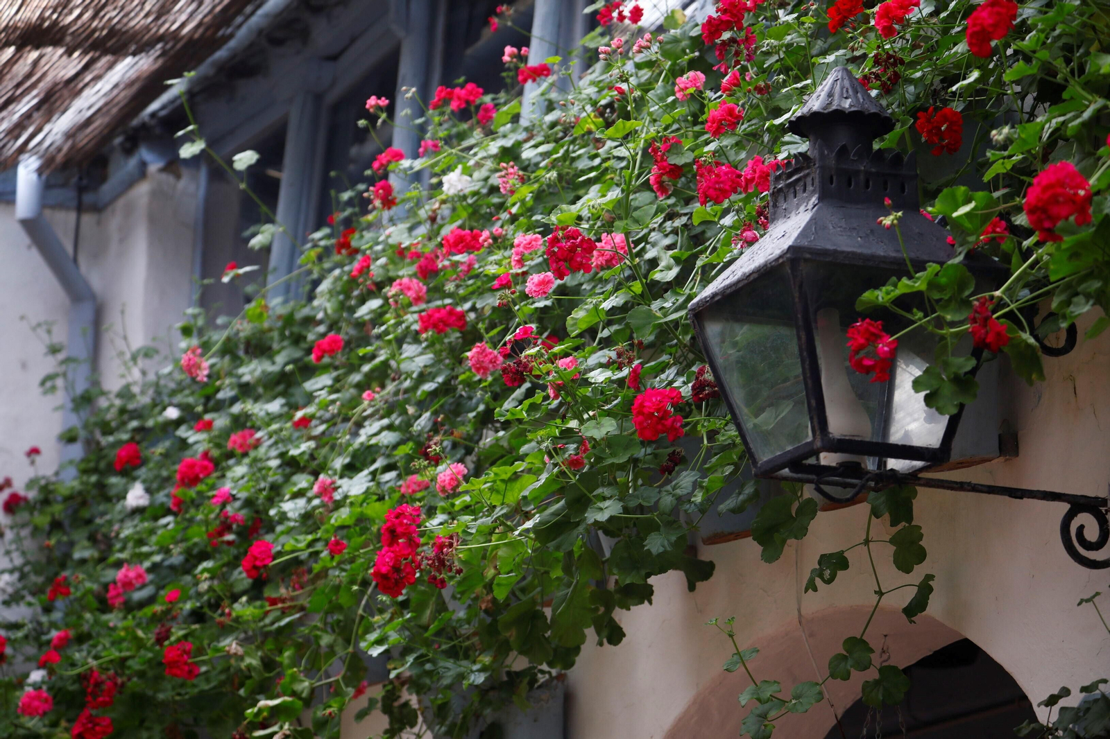 Los patios de Córdoba de la ruta Judería-San Francisco, en imágenes
