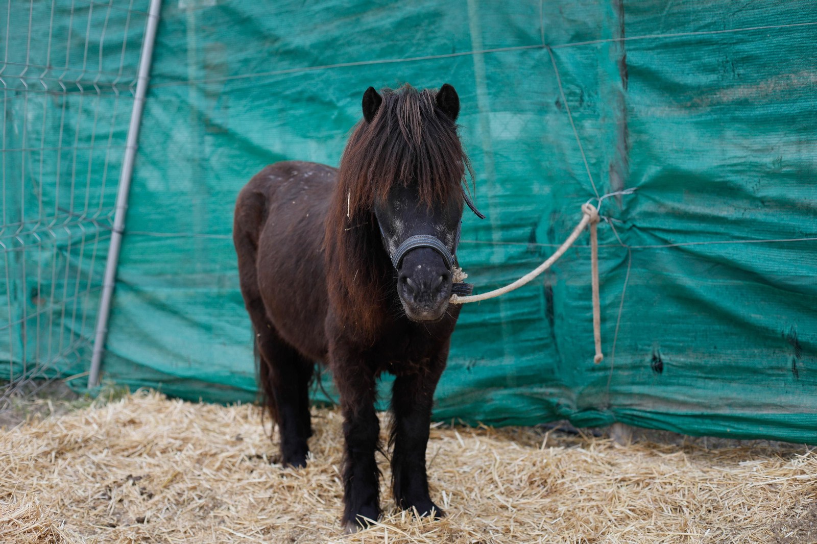 Galería de la Feria  de ganado en Tarambana