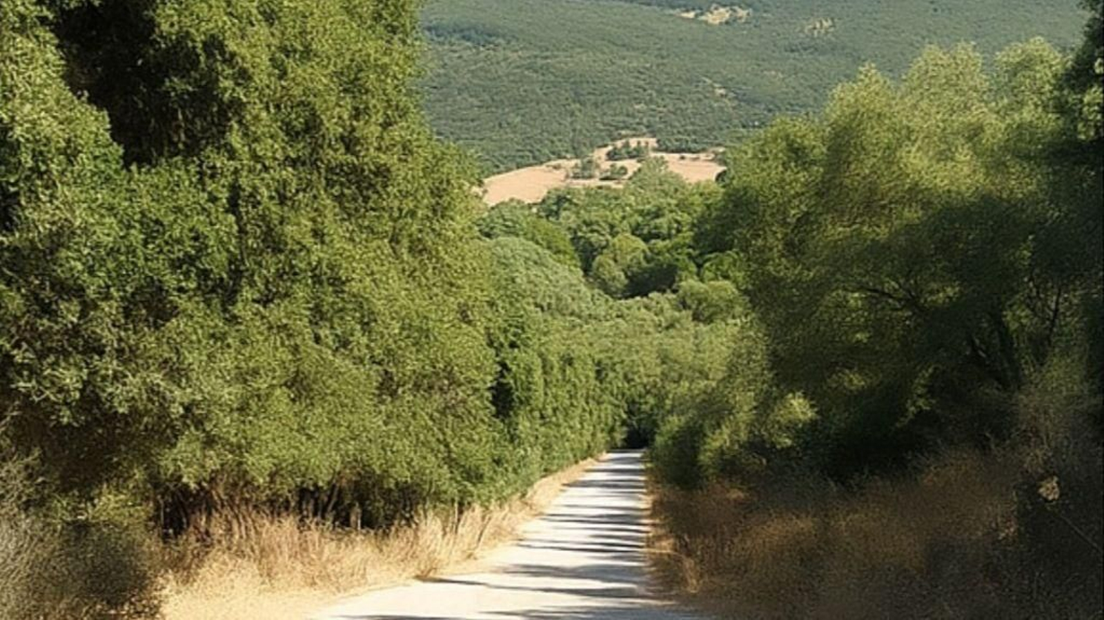 Uno de los caminos públicos de Ubrique.