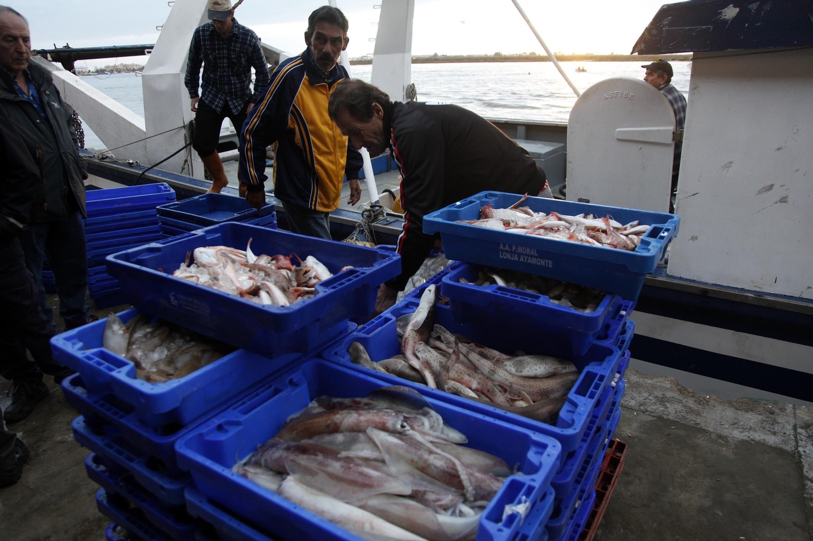 Descarga de pescado en el puerto de Isla Cristina.