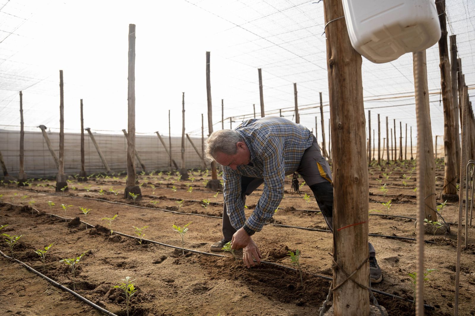 La primavera se planta en invierno entre sandías y tomates almerienses