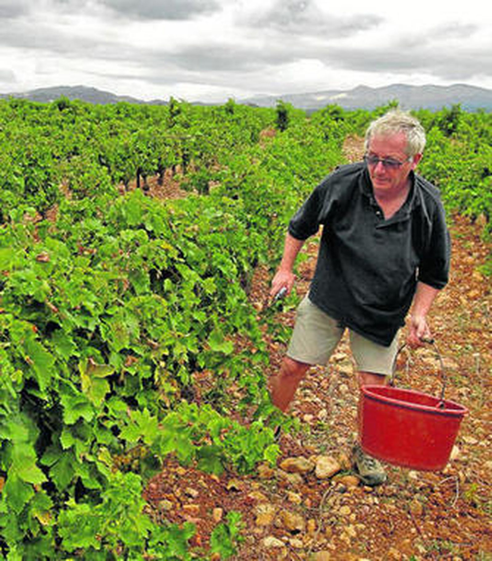 La vendimia es una profesión que requier esfuerzo y que no siempre está bien recompensada.