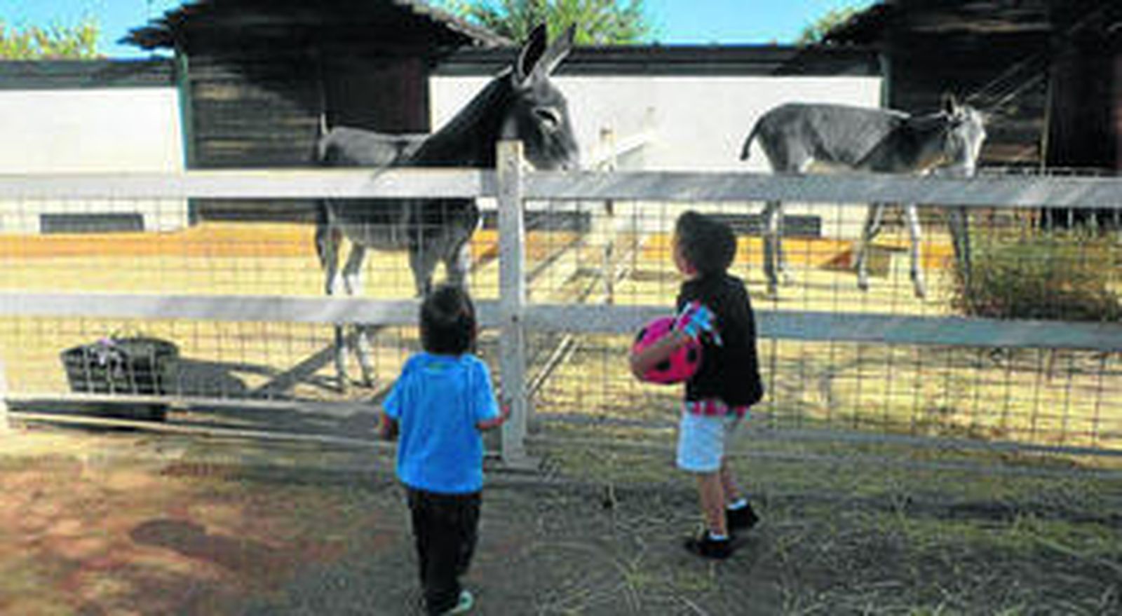 Unos niños observan dos asnos en las instalaciones palmeñas.