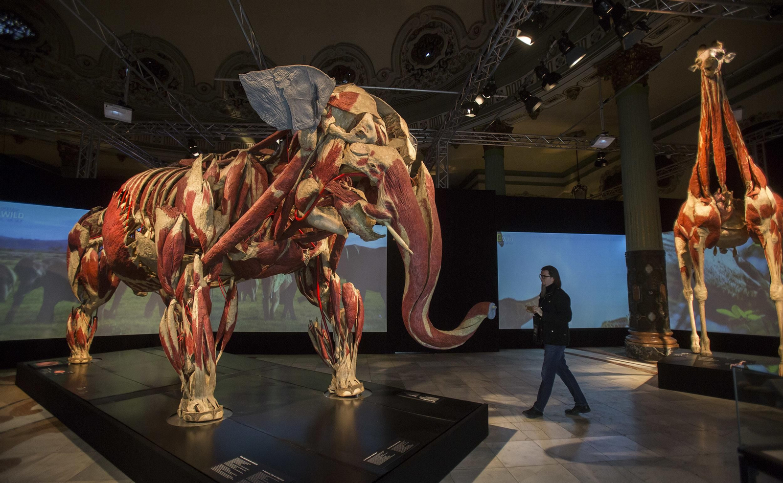 La exposición 'Animal Inside Out', en Sevilla