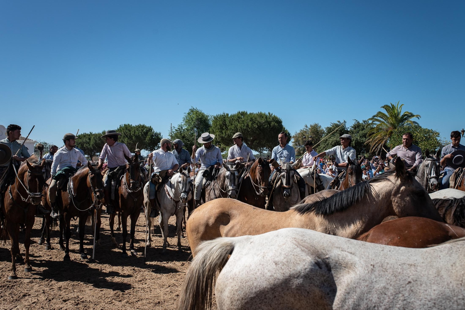 Imágenes de la Saca de las Yeguas a su paso por El Rocío