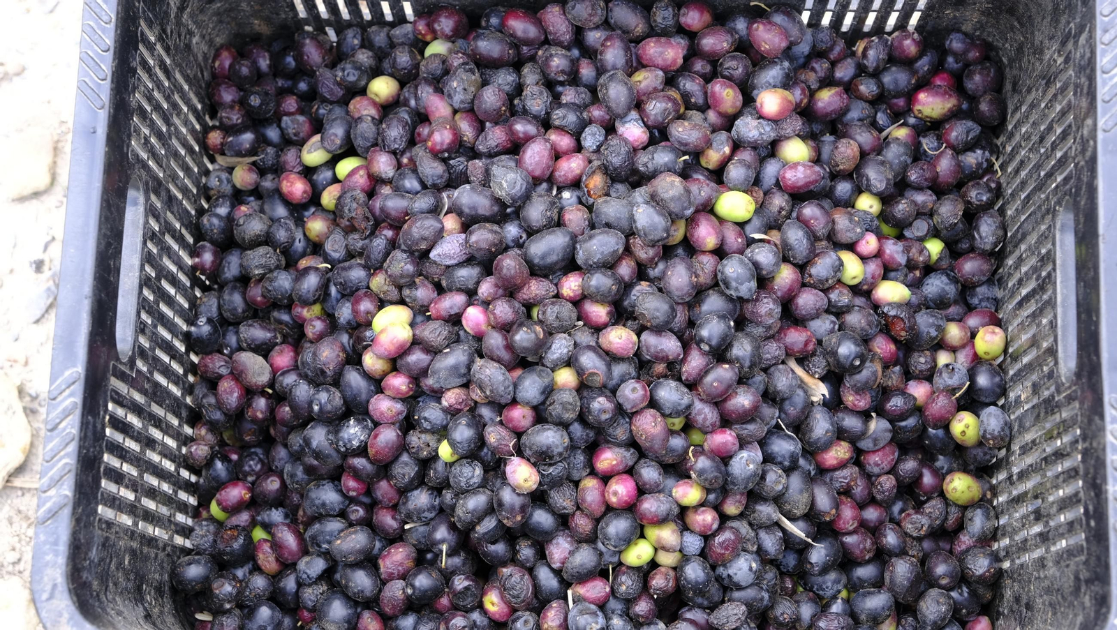 Época de recogida de aceitunas, en imágenes