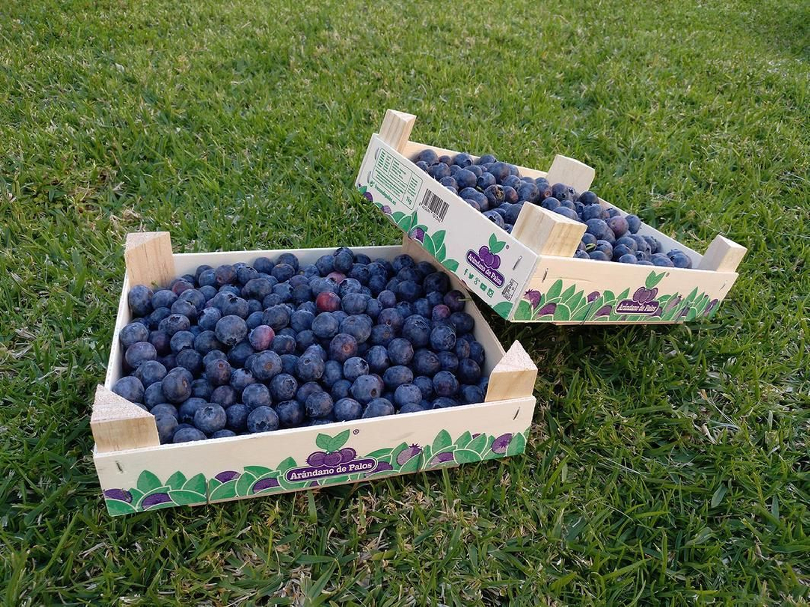 Arándanos de la provincia onubense.