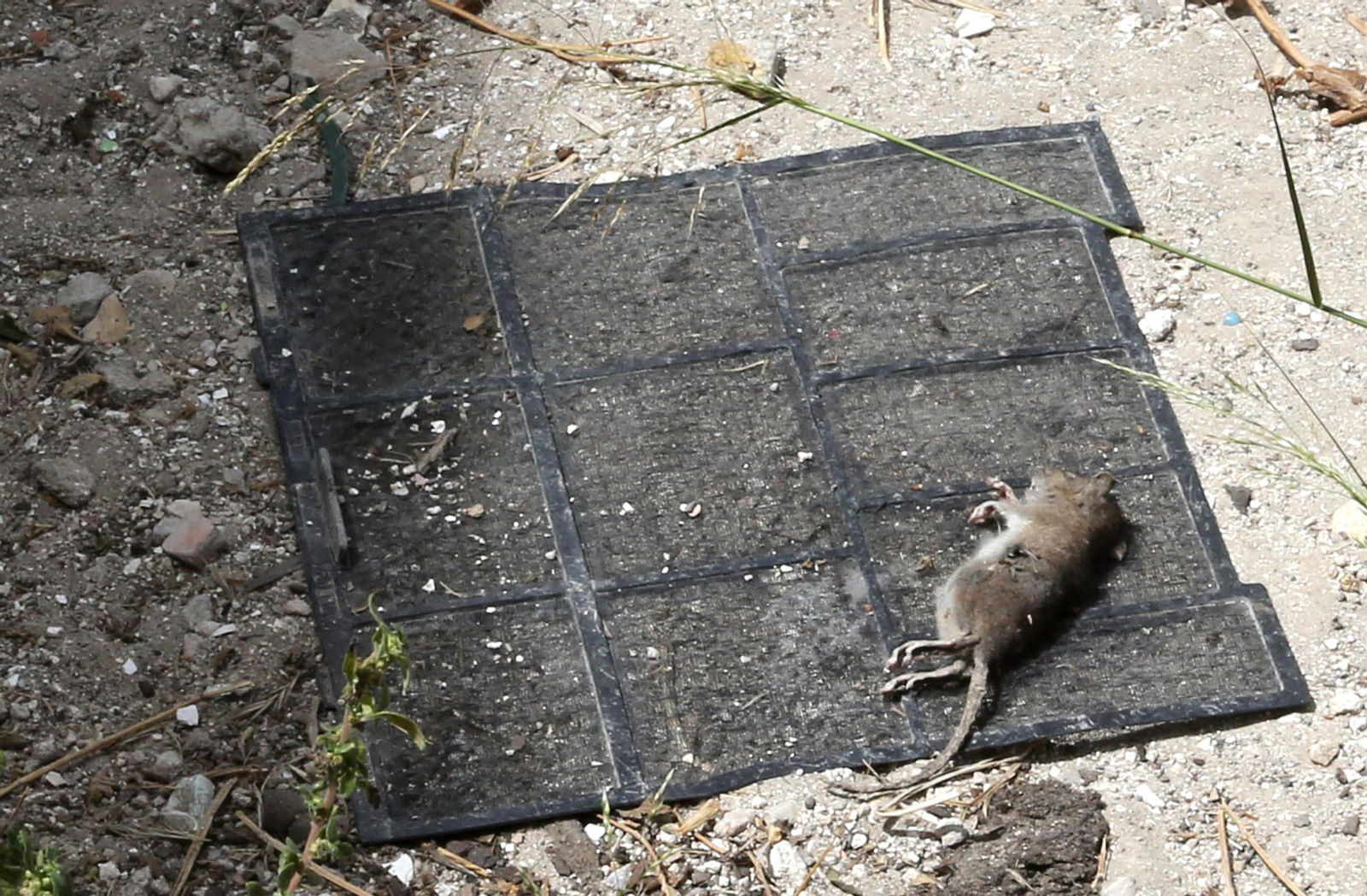 Campana:La calle de Jerez que lleva 5 años cerrada