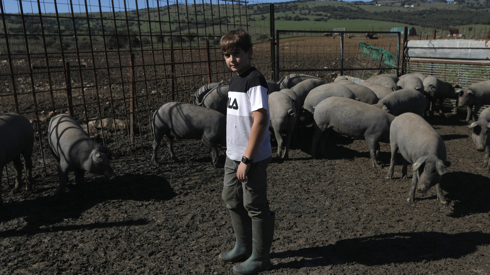 Las fotos de los cerdos 100% ibéricos que se crían en Tarifa