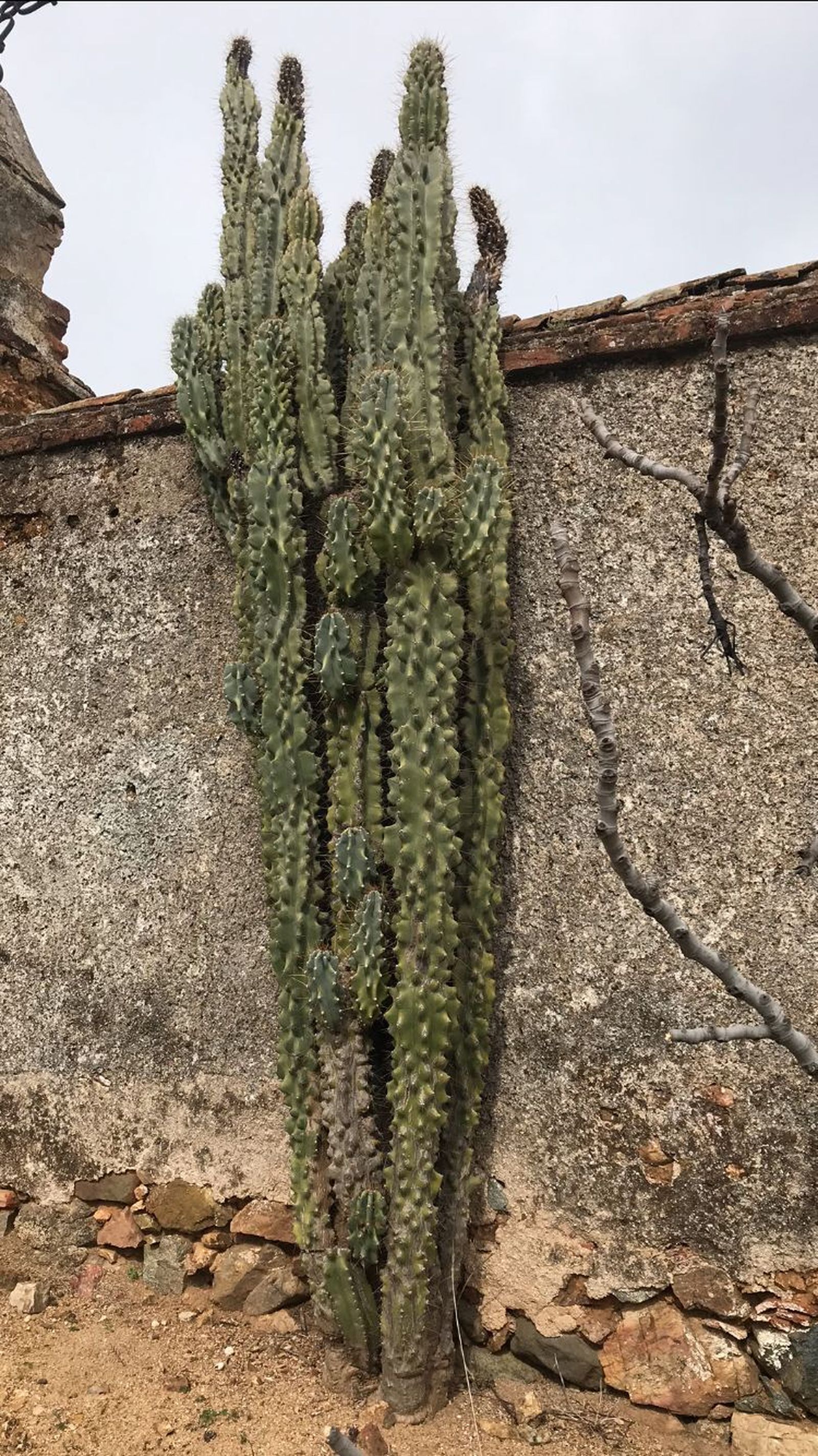 Cactus del cementerio de Doña Rama.