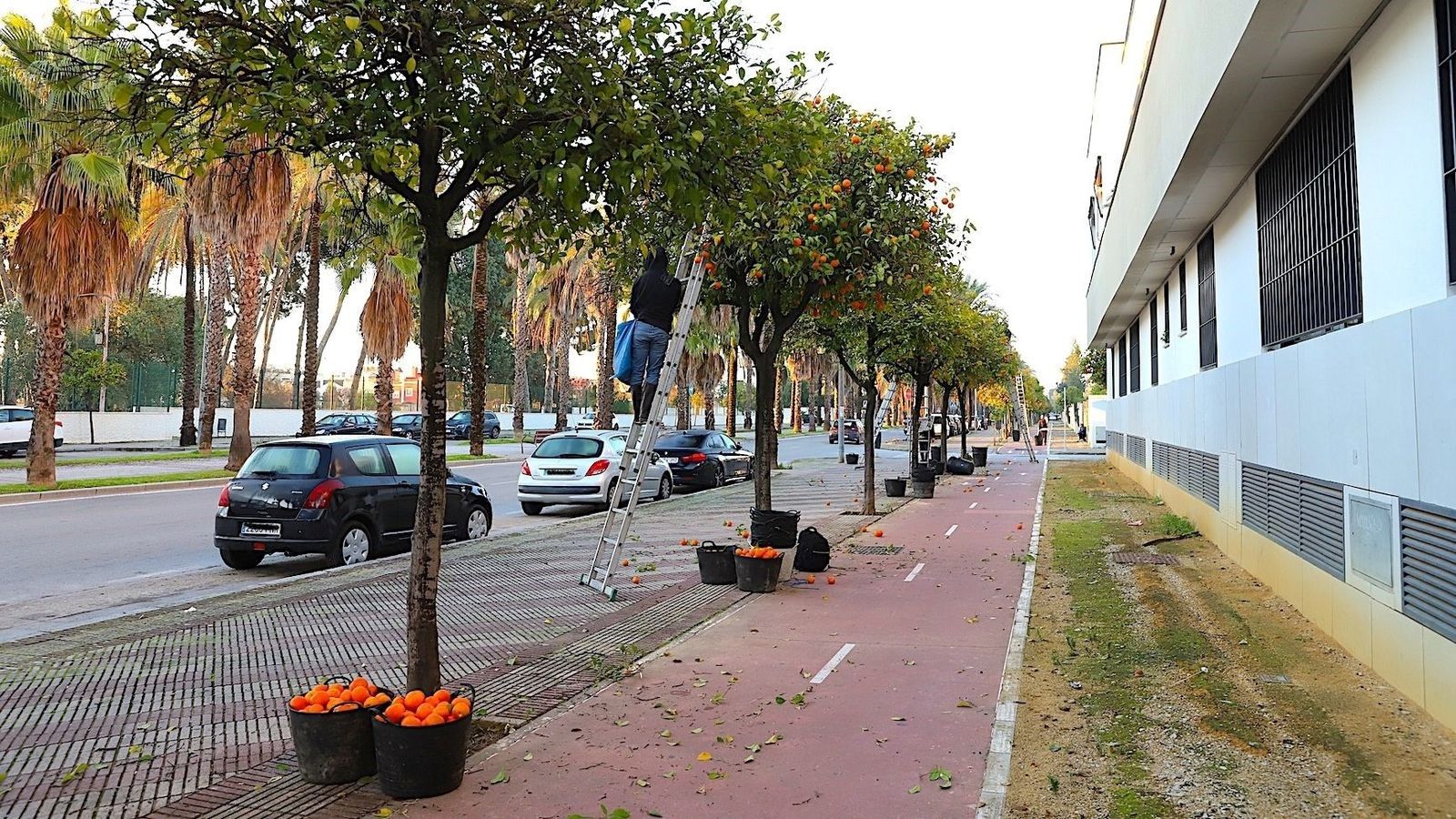 Recogida de naranjas en Jerez.