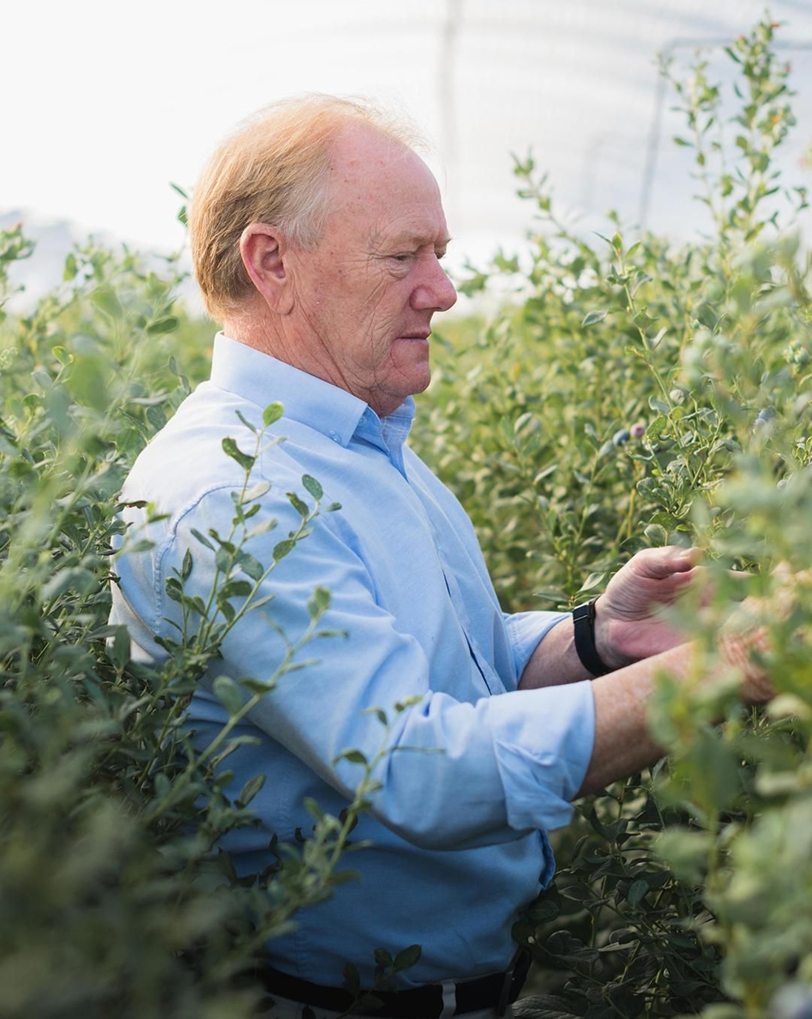 Francisco Sánchez, gerente de Onubafruit.