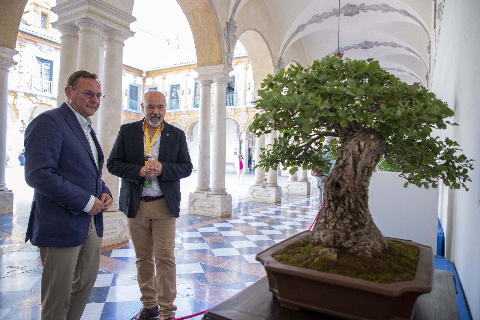 La Exposición de Bonsái de Primavera de Córdoba, en fotografías