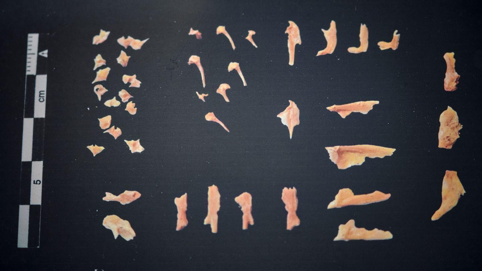 Las imágenes del Testaccio haliéutico de Gades