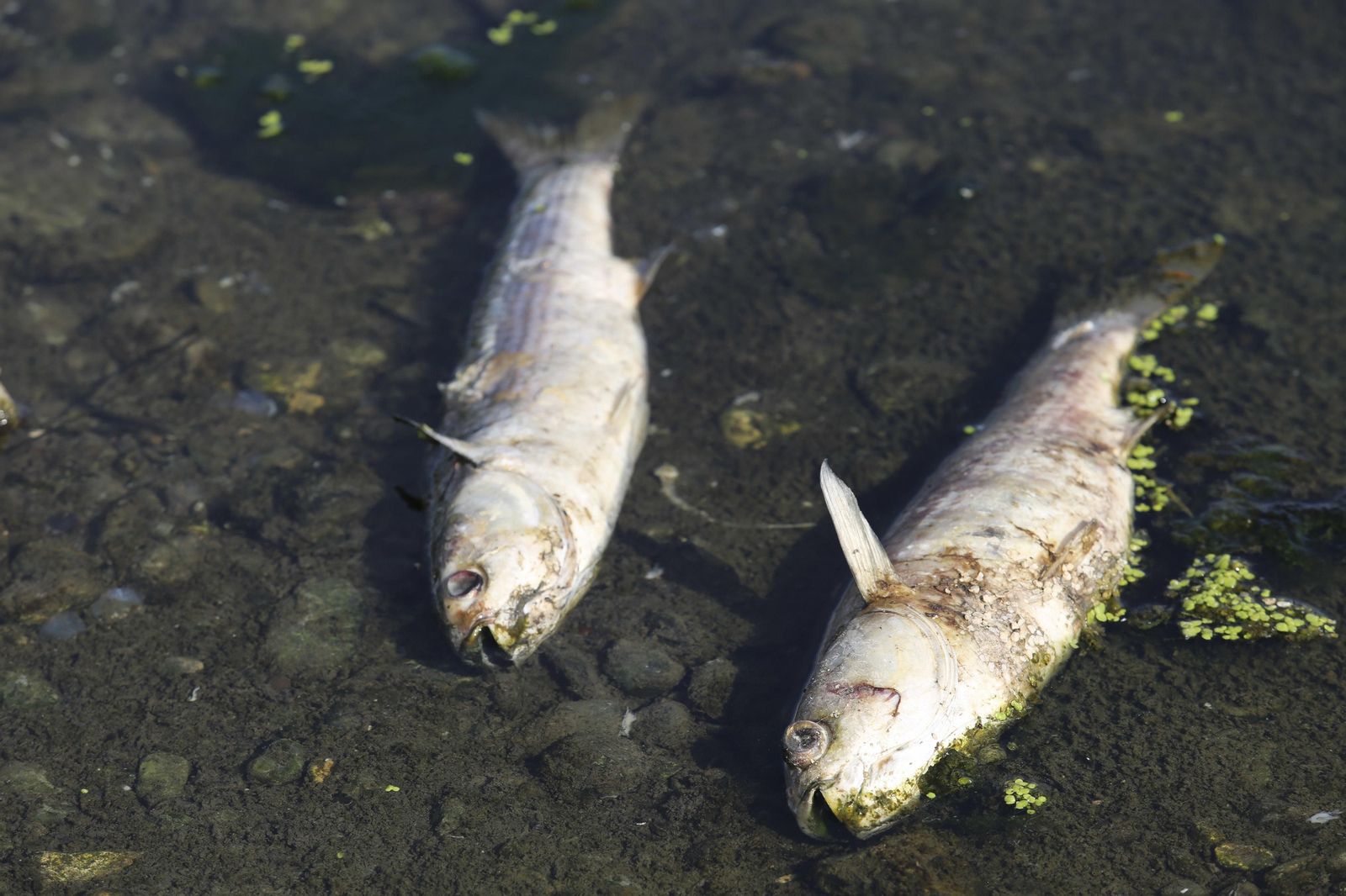 Aparecen cientos de aves y peces muertos en el río Guadalhorce