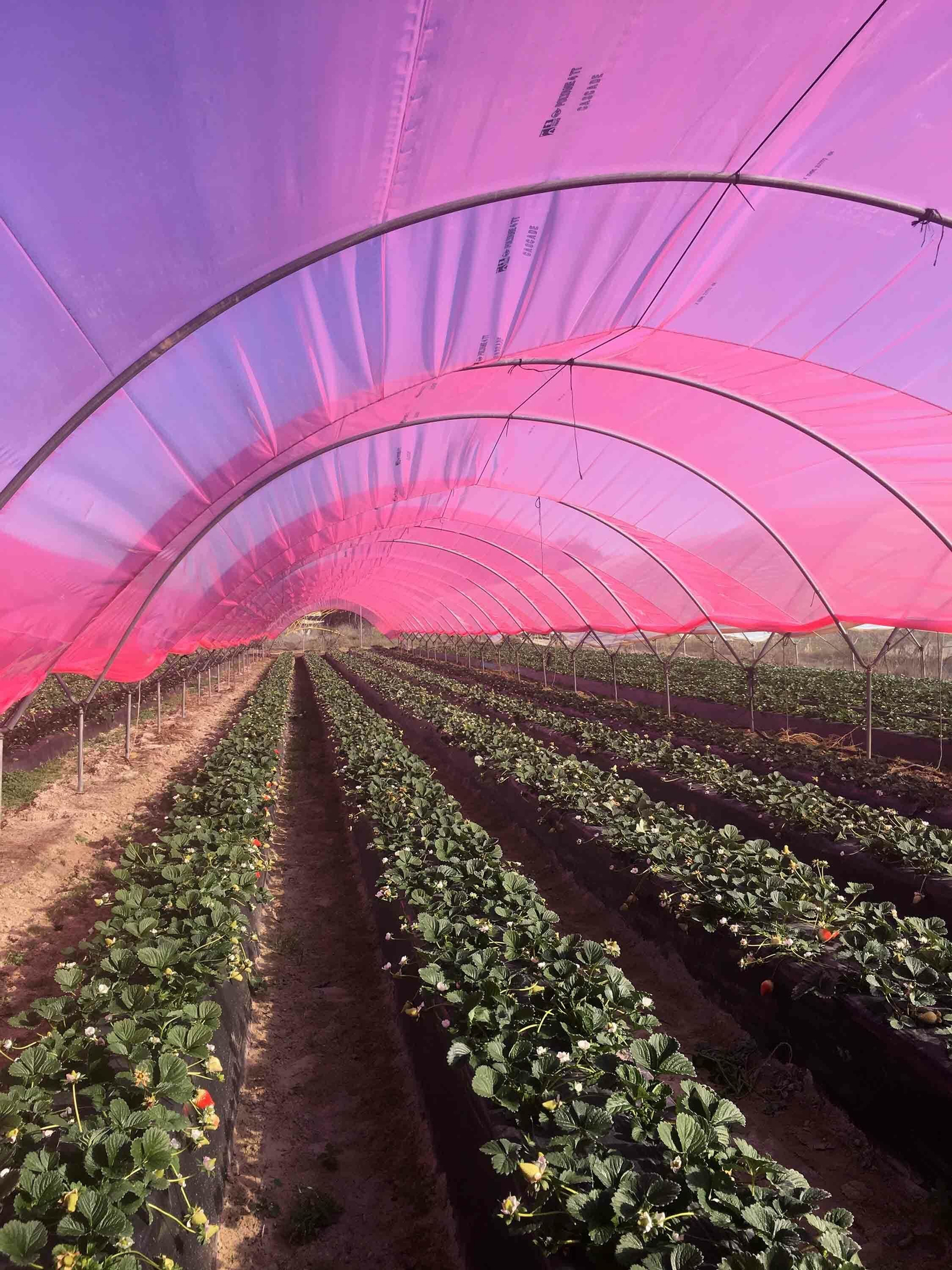 Imágenes de los plásticos luminiscentes que mejora el rendimiento de los frutos rojos en Huelva Imágenes de los plásticos luminiscentes que mejora el rendimiento de los frutos rojos en Huelva