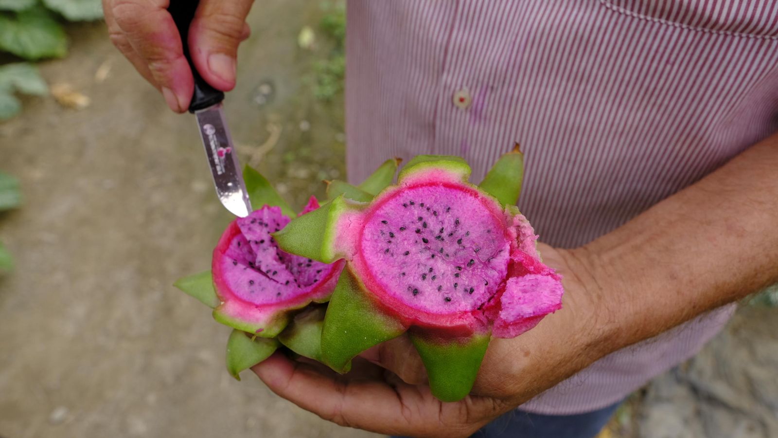 Así es una pitaya al ser abierta.