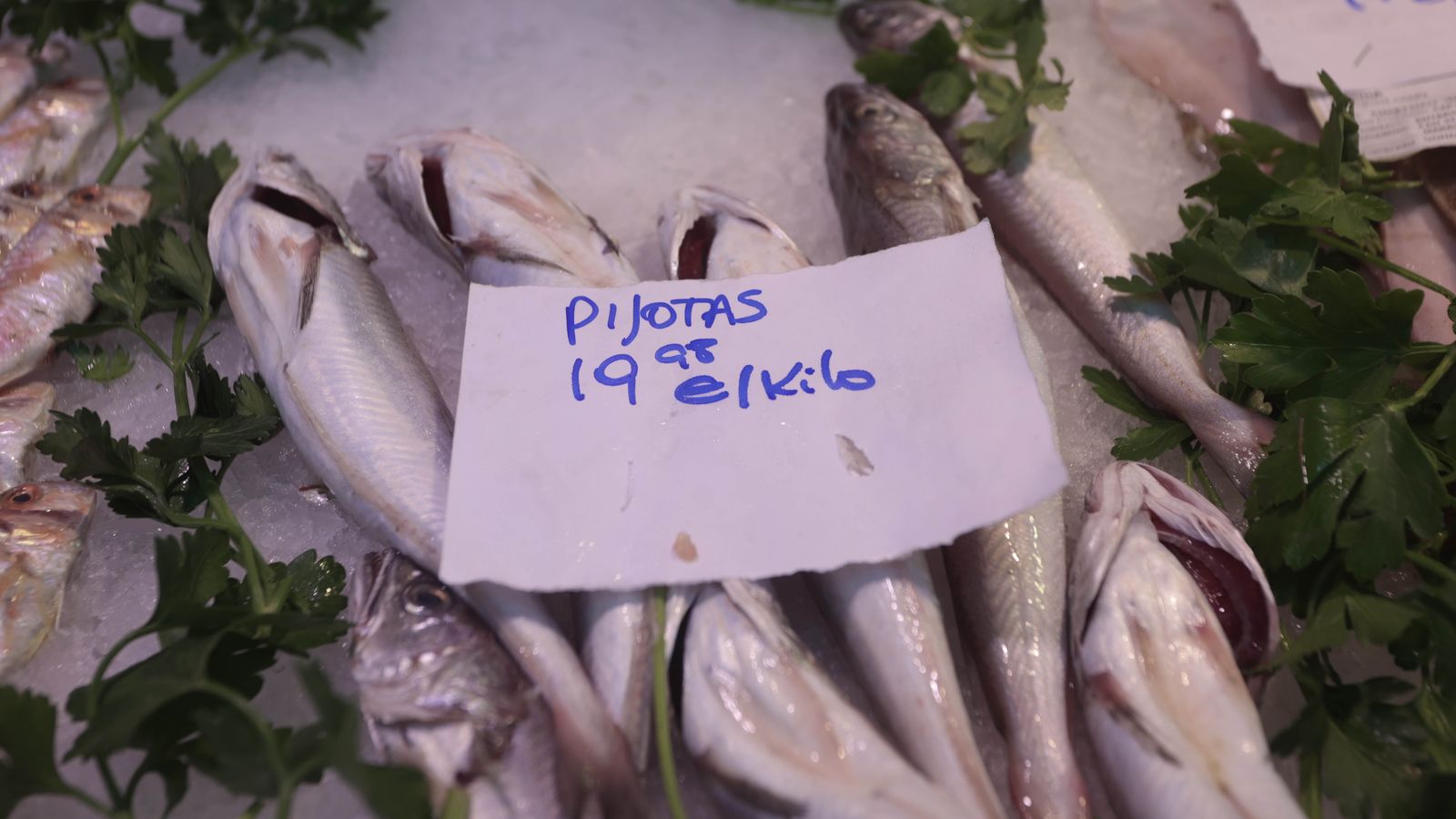 Pijotas a casi 20 euros el kilo en el Tiro de Línea, este martes.