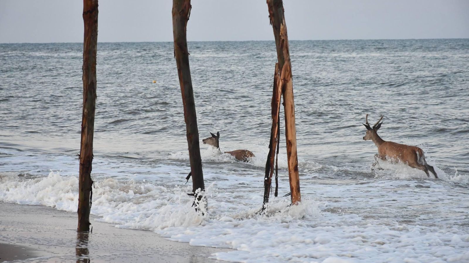 Las espectáculares imágenes de unos ciervos bañándose en la playa de Los Palos, en el Parque Nacional de Doñana