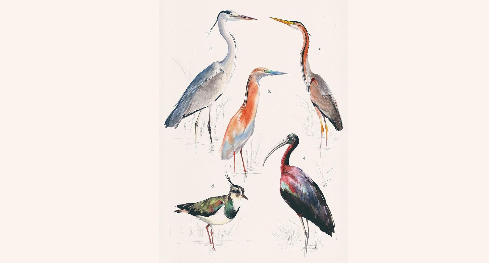 Premio Illustracion Naturalis. Título: Aves de las marismas del Guadalquivir  Autoría: Carmen Chofre García (España).