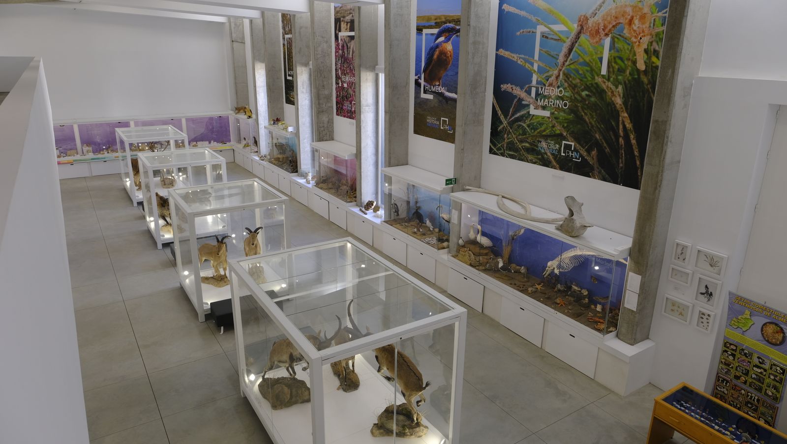 Descubre en estas fotos las maravillas que esconde el Pabellón de Historia Natural de la UAL