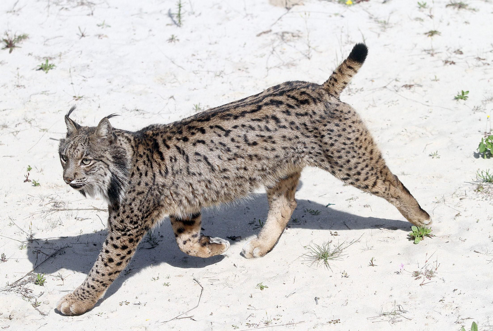 Susana Díaz inaugura en Doñana el Observatorio del Lince