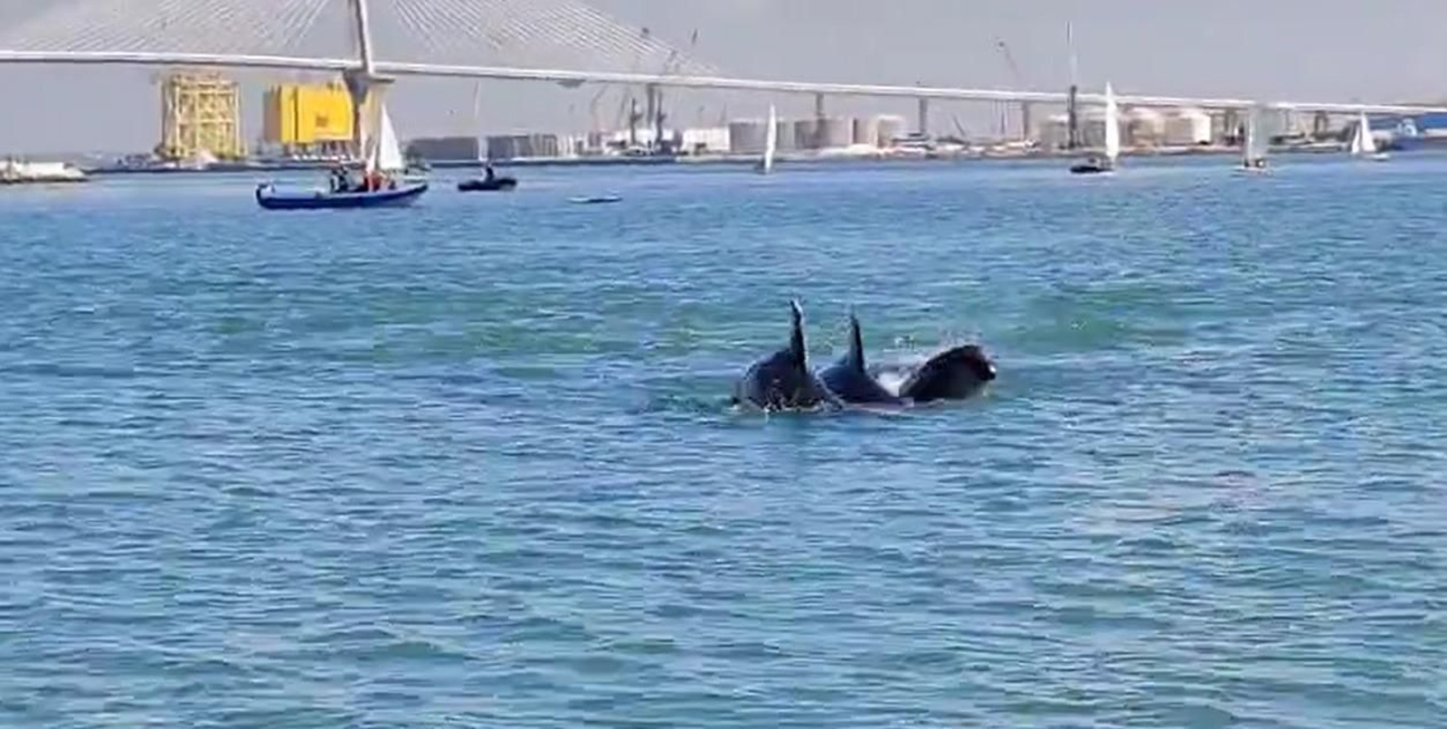Grupo de calderones en la Bahía de Cádiz