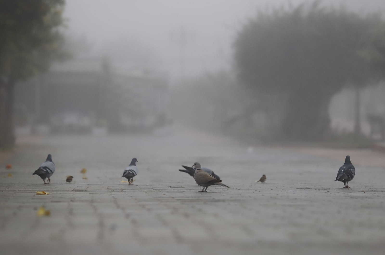 Imágenes de la niebla durante la mañana en Huelva